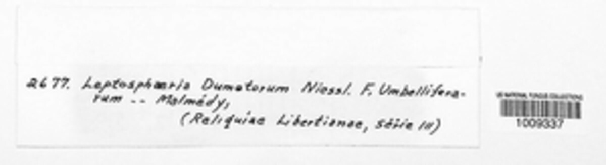 Leptosphaeria dumetorum image